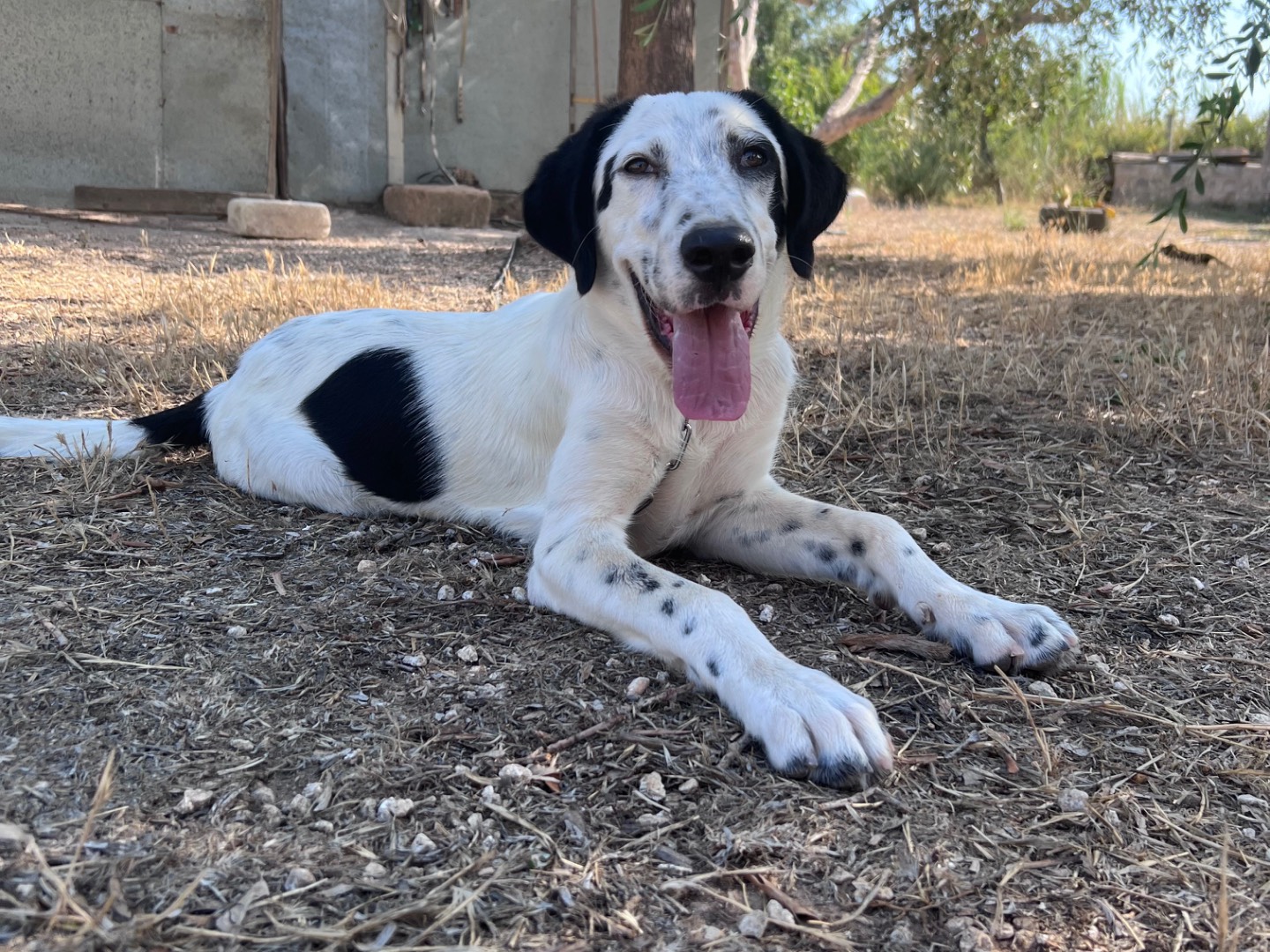 Adotta un cane, maschio, 5 mesi, Siracusa