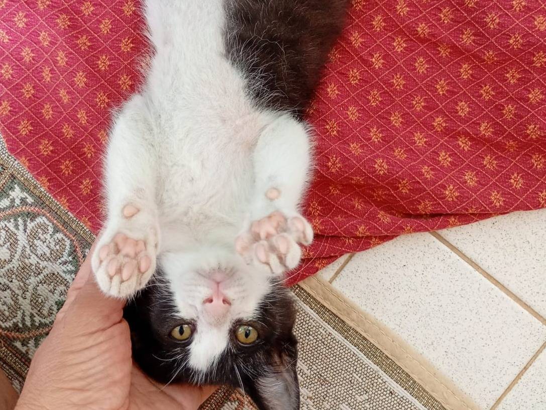 Adotta un gatto, taglia non valida, maschio, Firenze