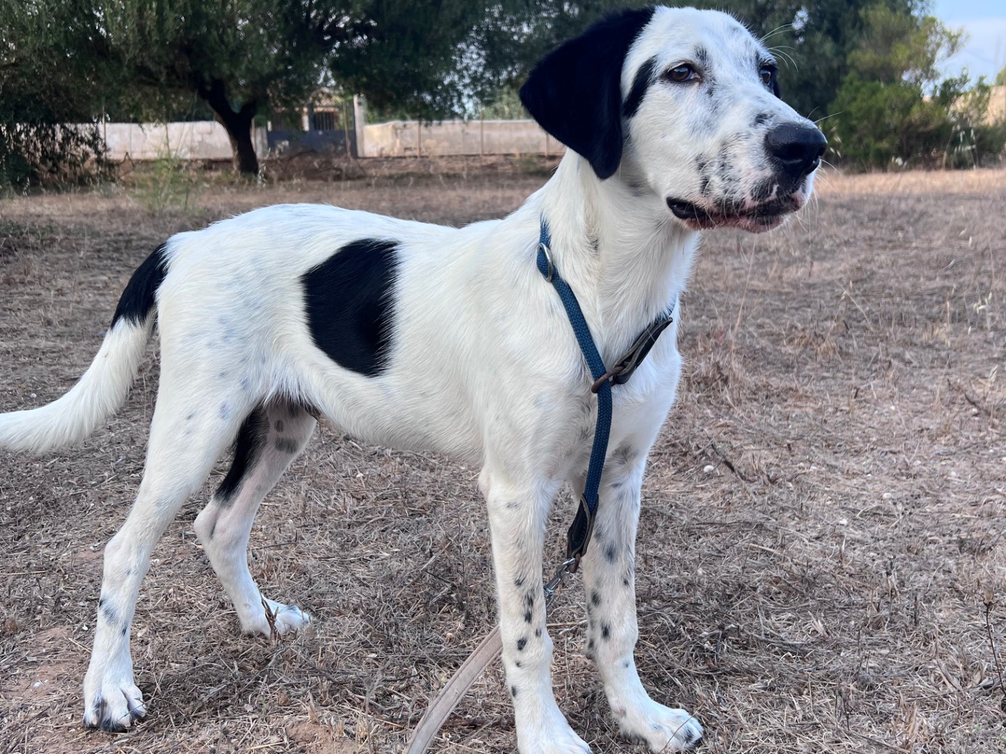 Adotta un cane, taglia media, maschio, Siracusa