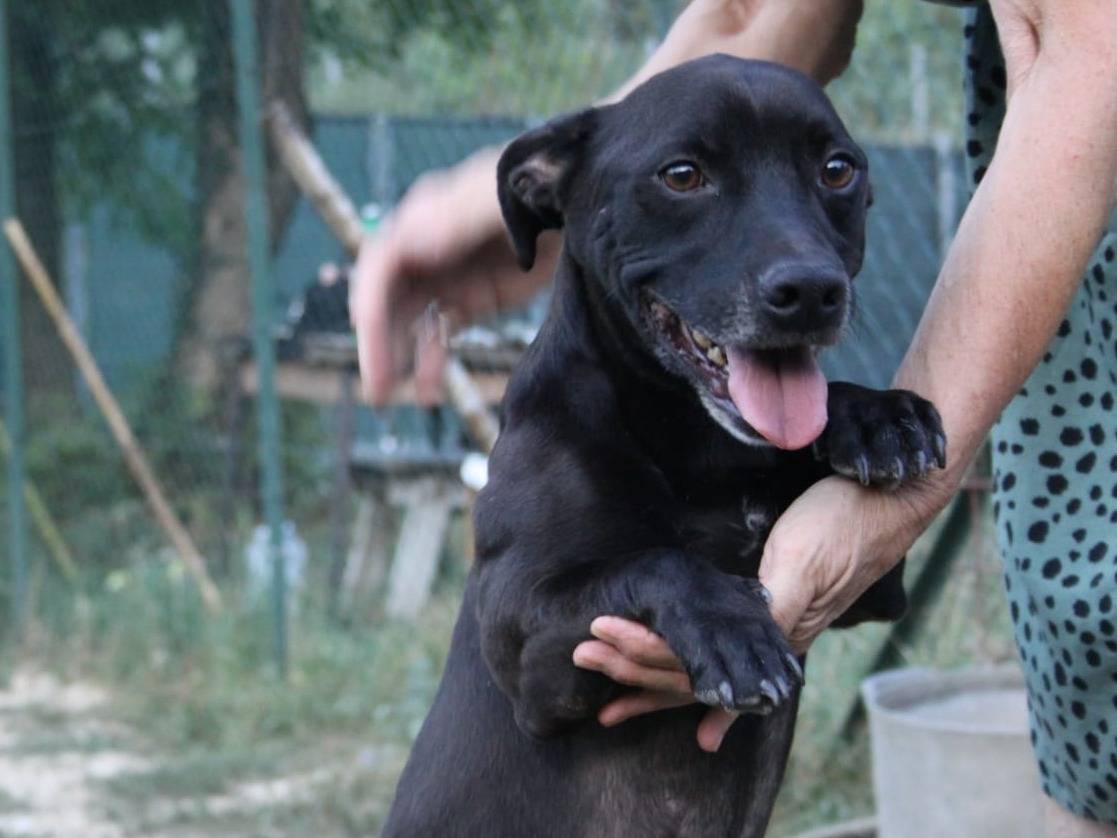 Adozione cane, maschio, Razza sconosciuta Razza sconosciuta, 8 anni e 6 mesi, taglia piccola, Terni