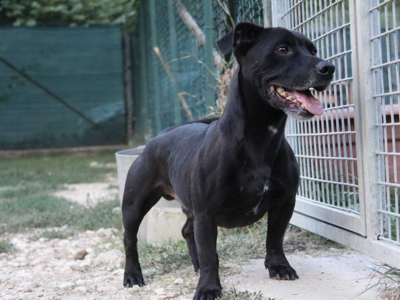 Adotta un cane, maschio, 8 anni e 6 mesi, Terni