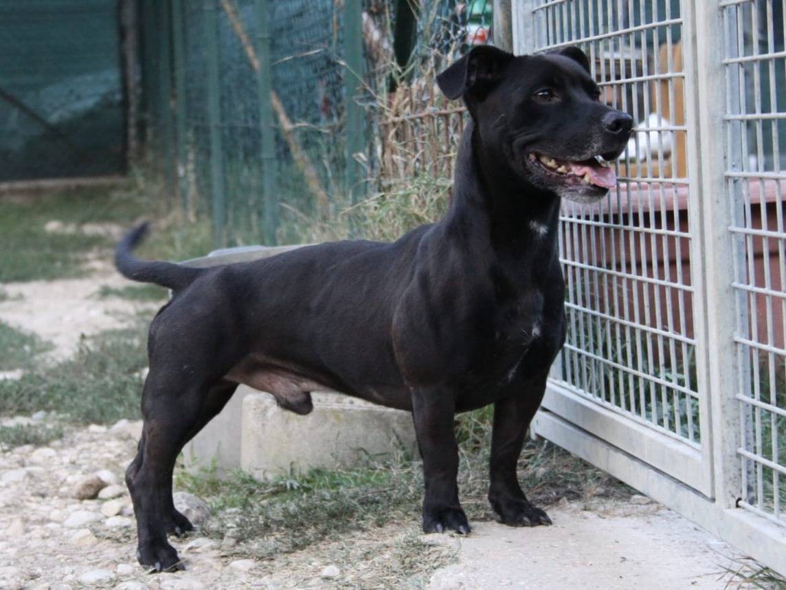Adotta un cane, taglia piccola, maschio, Terni
