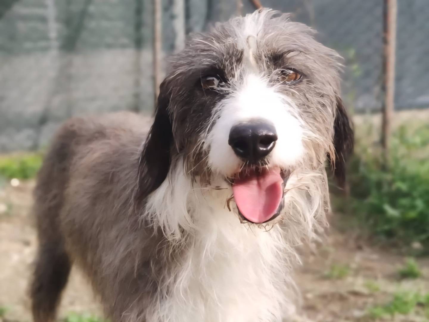 Adozione cane, maschio, Razza sconosciuta Razza sconosciuta, 6 anni e 6 mesi, taglia media contenuta, Terni