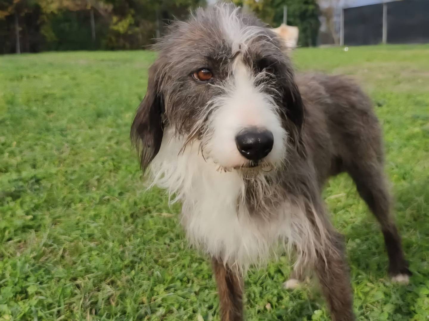 Adotta un cane, maschio, 6 anni e 6 mesi, Terni