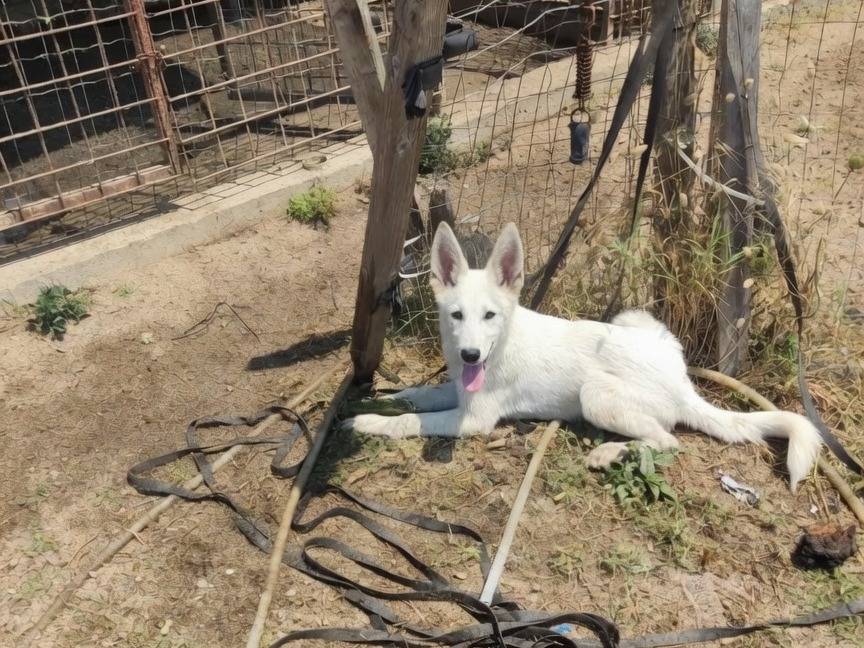 Adozione cane, maschio, Pastore svizzero Razza sconosciuta, 5 mesi, taglia grande, Asti