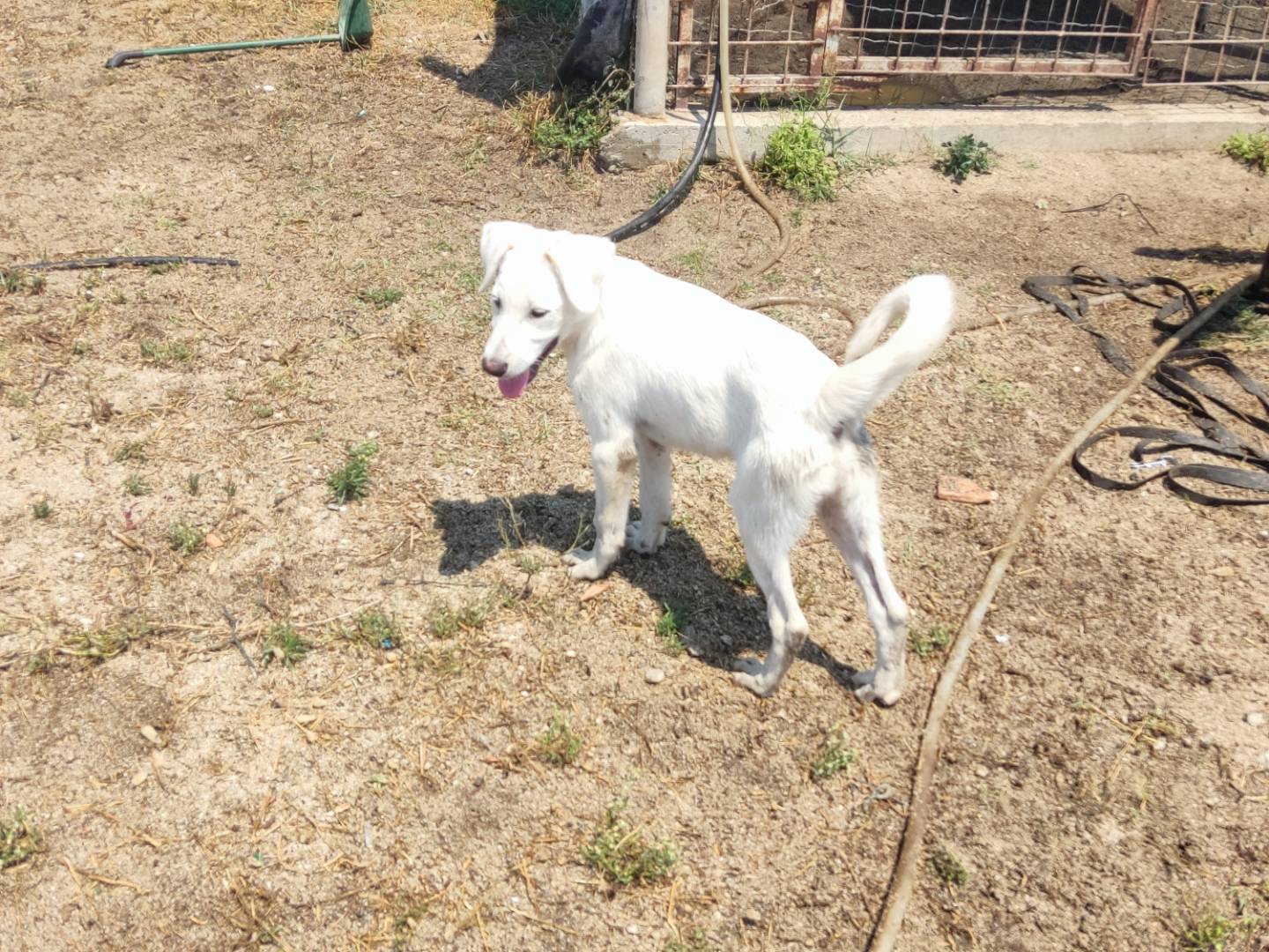 Adotta un cane, maschio, 5 mesi, Asti