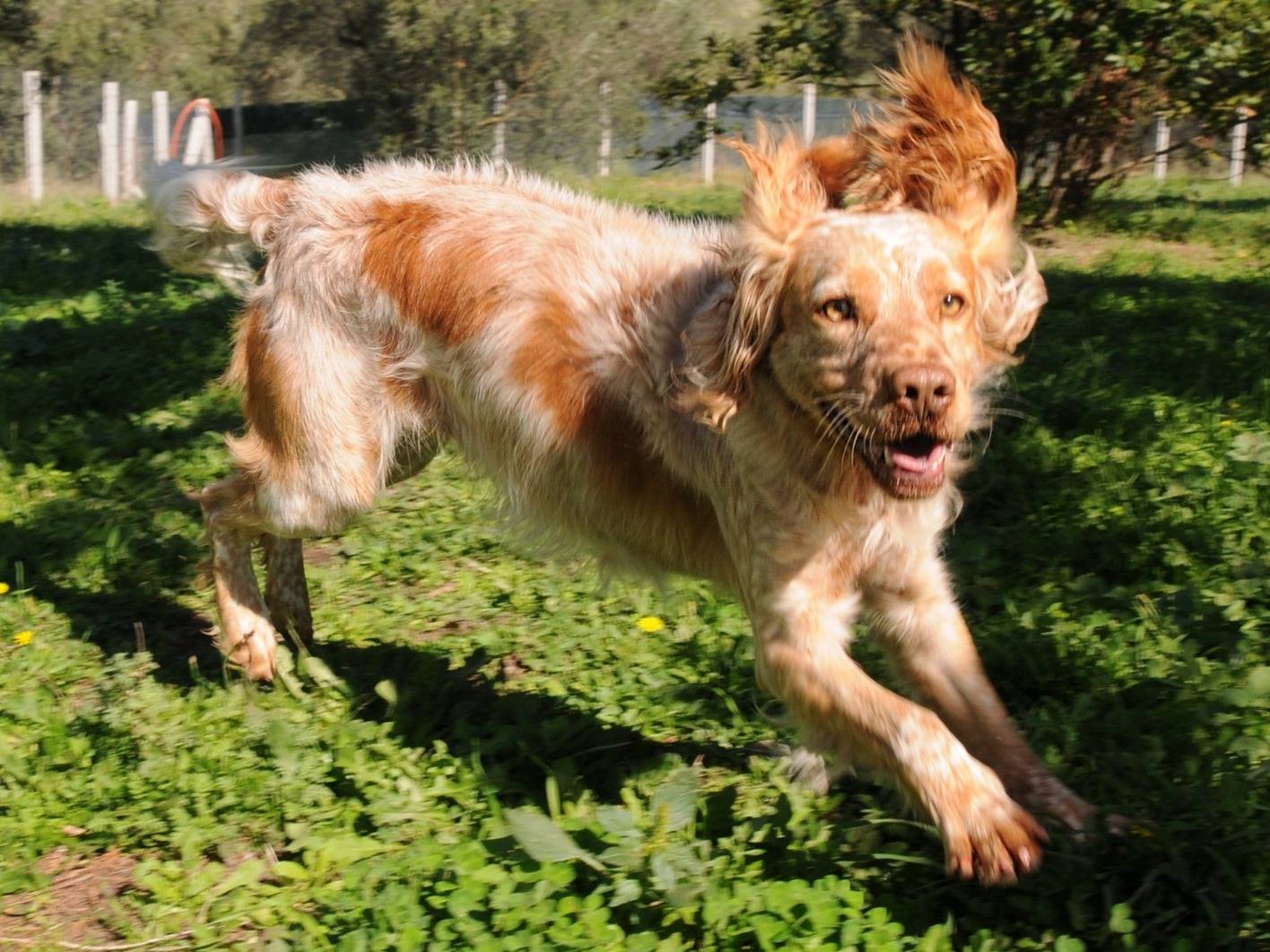 Adotta un cane, taglia media contenuta, maschio, Viterbo
