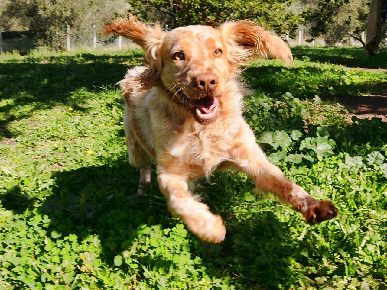 Vuoi adottare un cane a Viterbo?
