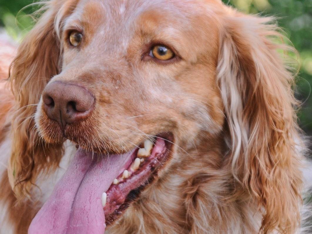 Adozione cane, maschio, Cocker Spaniel Razza sconosciuta, 8 anni e 6 mesi, taglia media contenuta, Viterbo