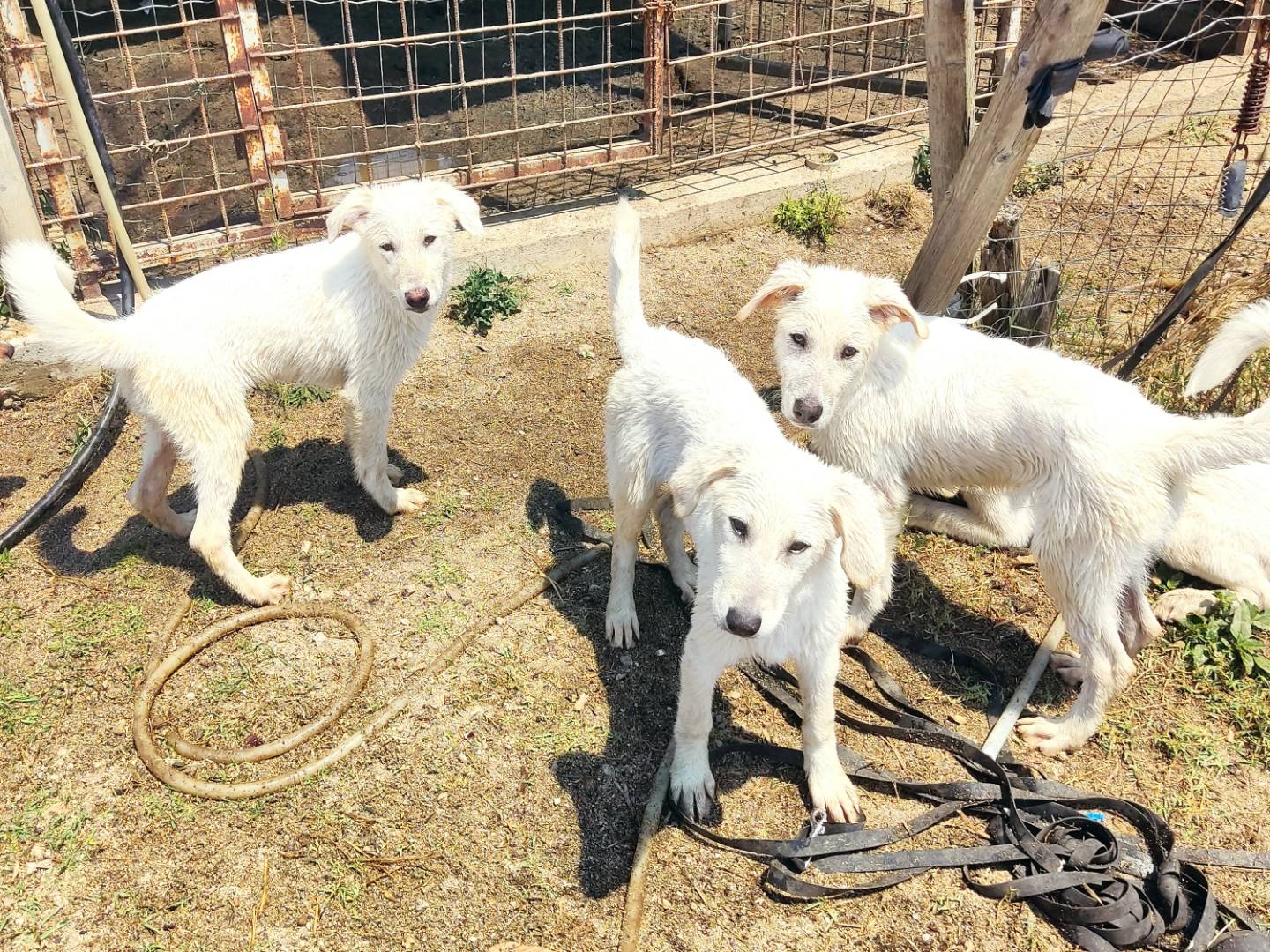 Adotta un cane, taglia grande, maschio, Asti