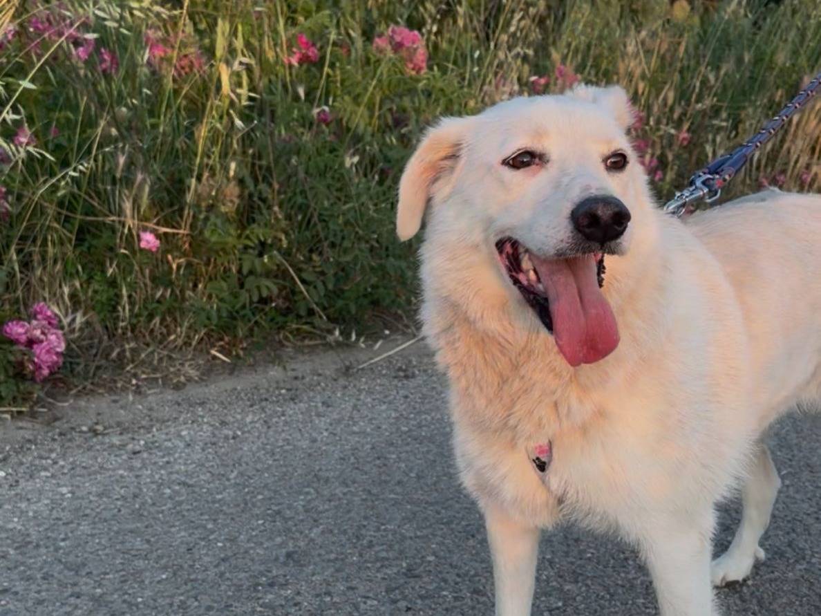 Adotta un cane, femmina, 2 anni e 6 mesi, Crotone