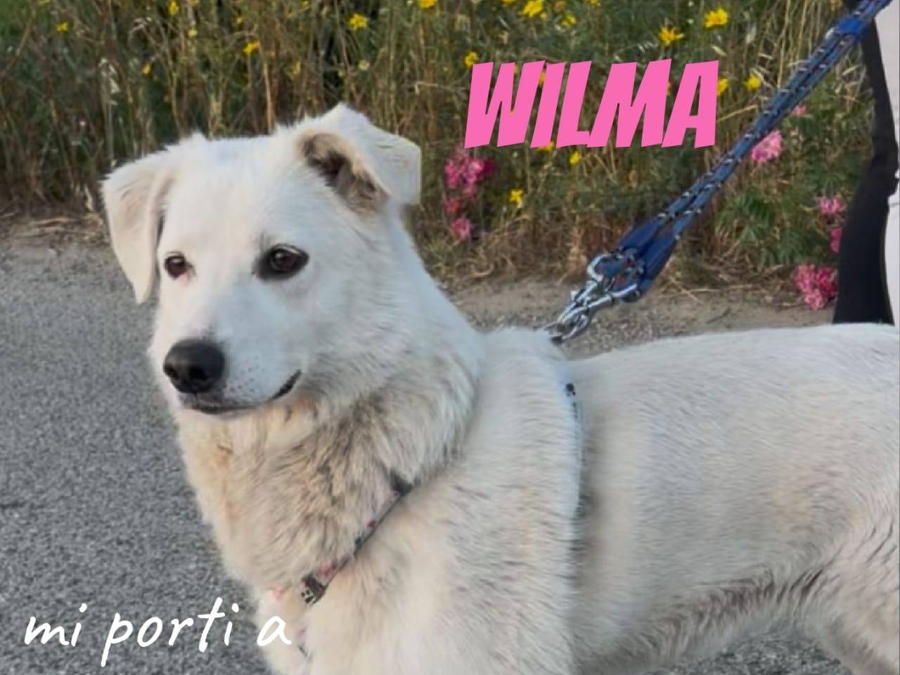 Adotta un cane, taglia media, femmina, Crotone