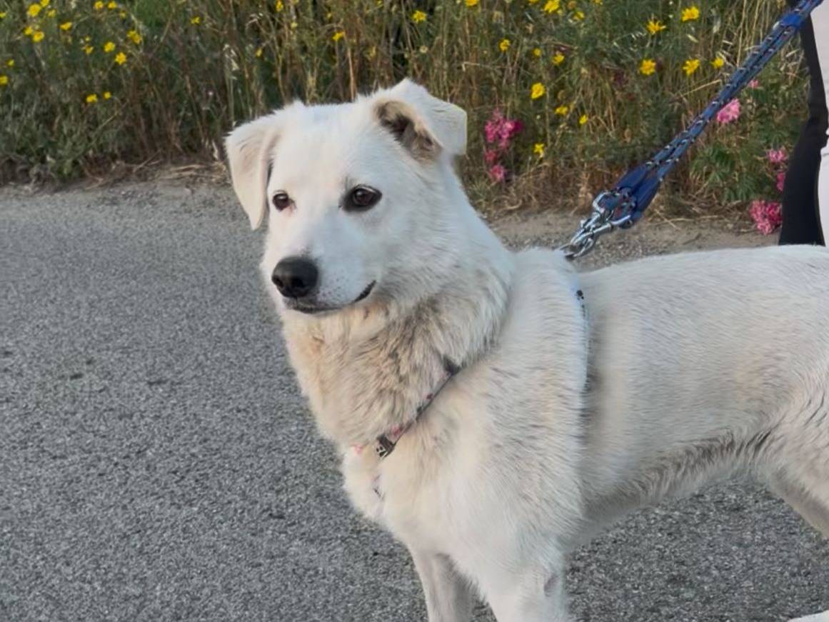 Adozione cane, femmina, Razza sconosciuta Razza sconosciuta, 2 anni e 6 mesi, taglia media, Crotone