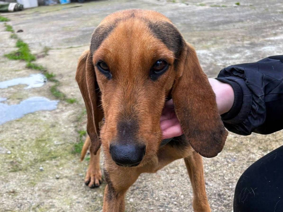 Adotta un cane, maschio, 3 anni e 3 mesi, Crotone