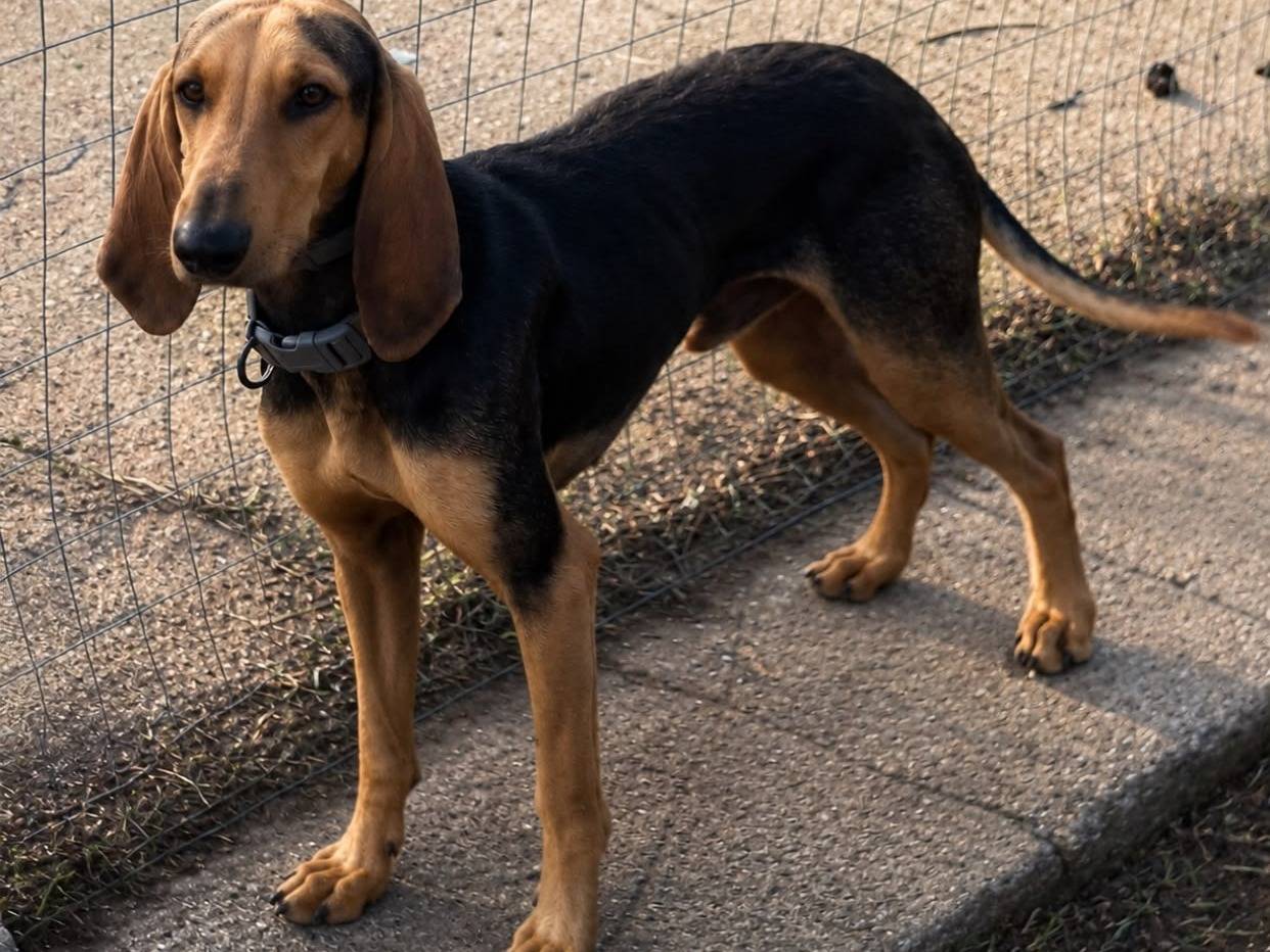 Adotta un cane, taglia media, maschio, Crotone