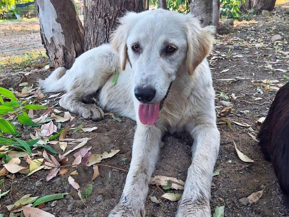 Adotta un cane, femmina, 6 mesi, Crotone