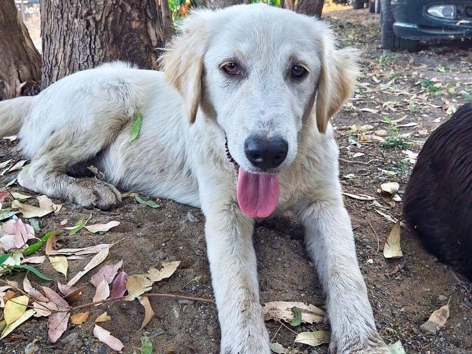 Adotta un cane, taglia media, femmina, Crotone