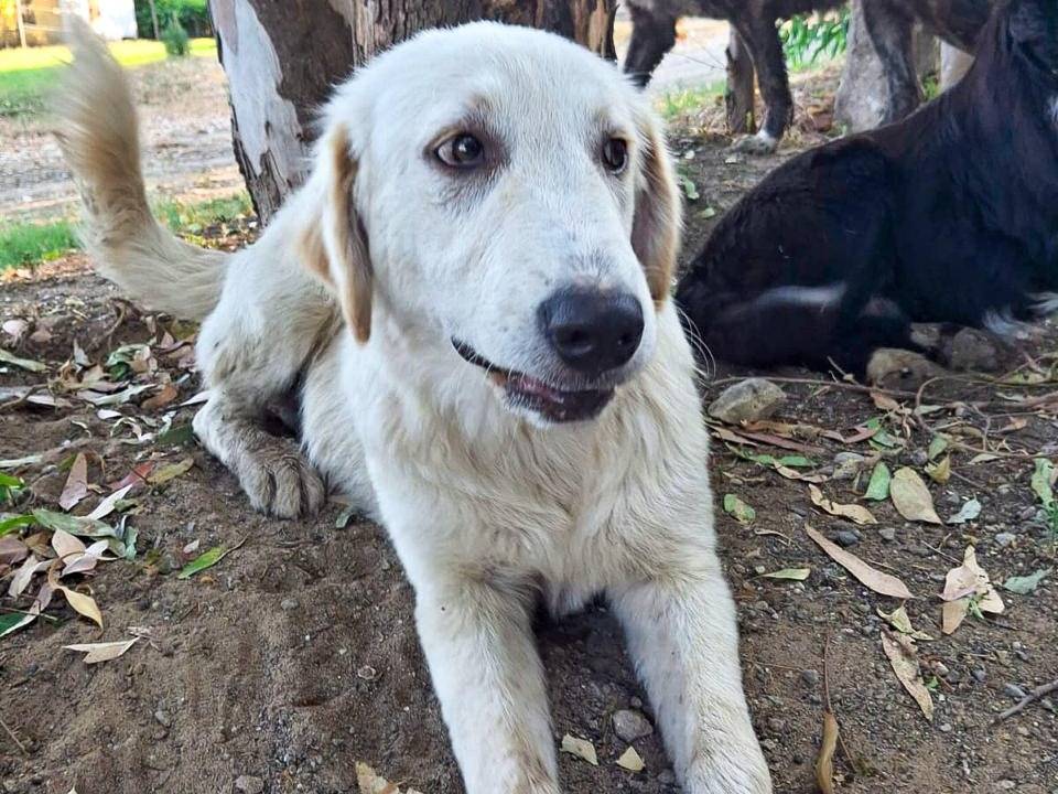 Vuoi adottare un cane a Crotone?