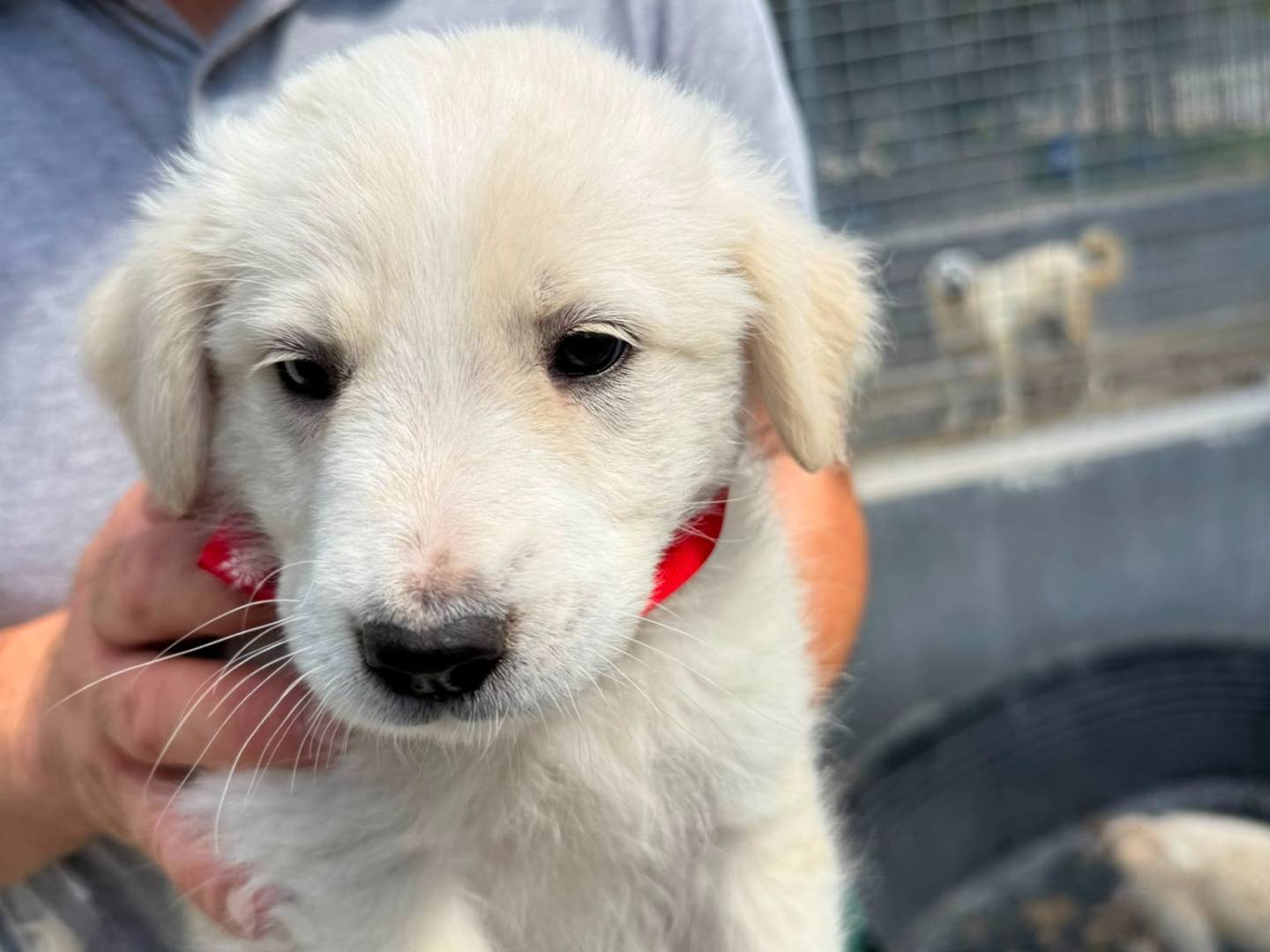 Adozione cane, femmina, Golden Retriever Razza sconosciuta, 2 mesi, taglia media, Caserta