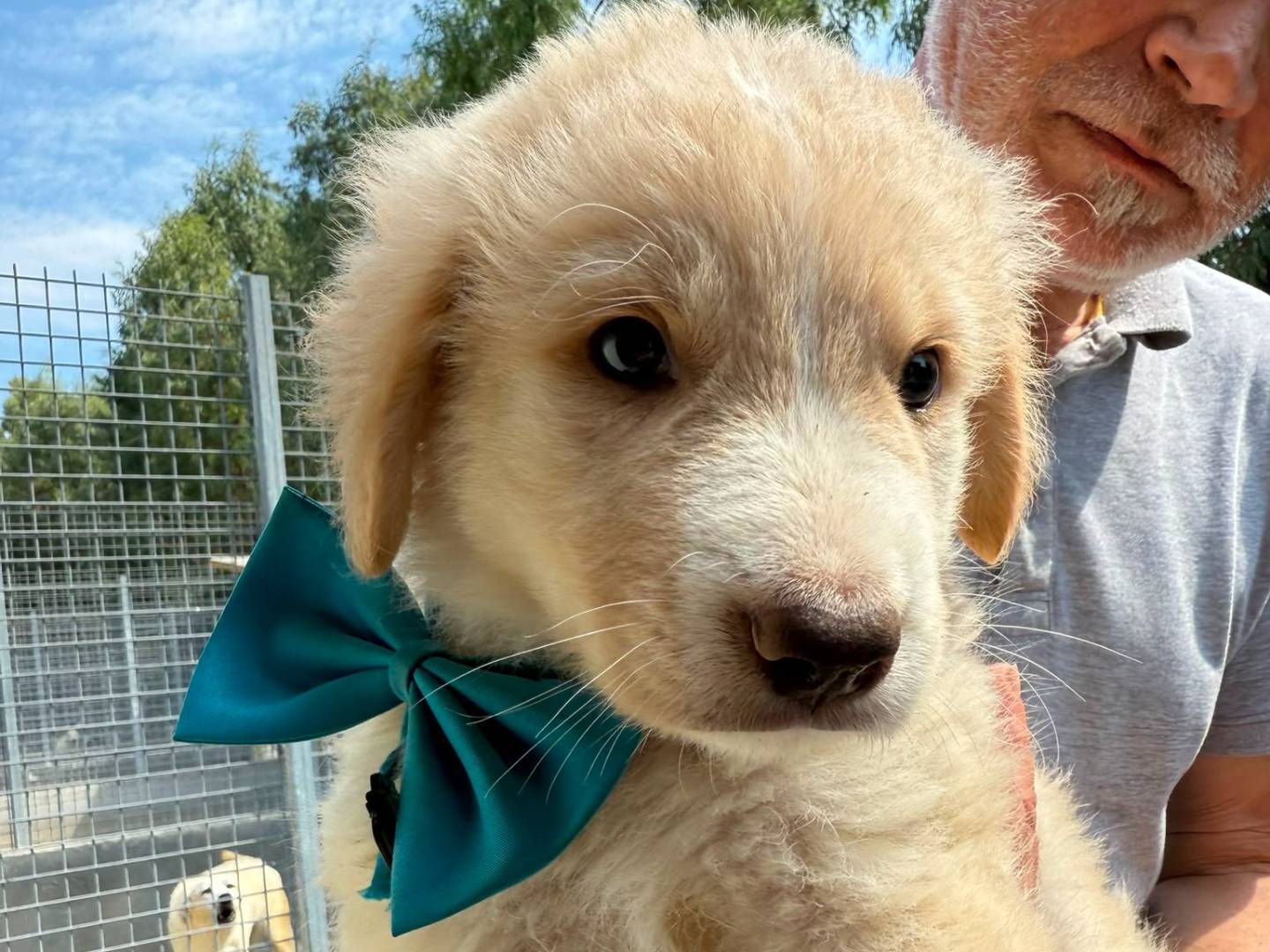 Adozione cane, maschio, Golden Retriever Razza sconosciuta, 2 mesi, taglia media, Caserta