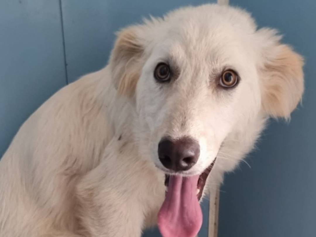 Adozione cane, femmina, Razza sconosciuta Razza sconosciuta, 6 mesi, taglia grande, Pavia