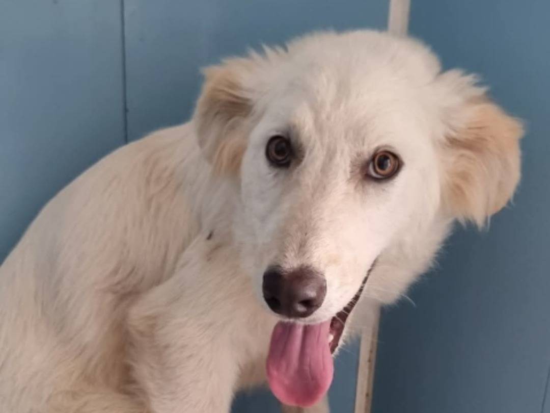 Adotta un cane, taglia grande, femmina, Pavia