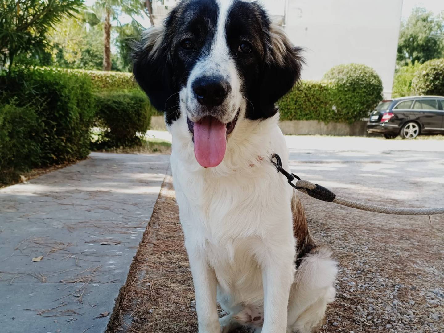 Adozione cane, maschio, Razza sconosciuta Razza sconosciuta, 7 mesi, taglia grande, Ravenna