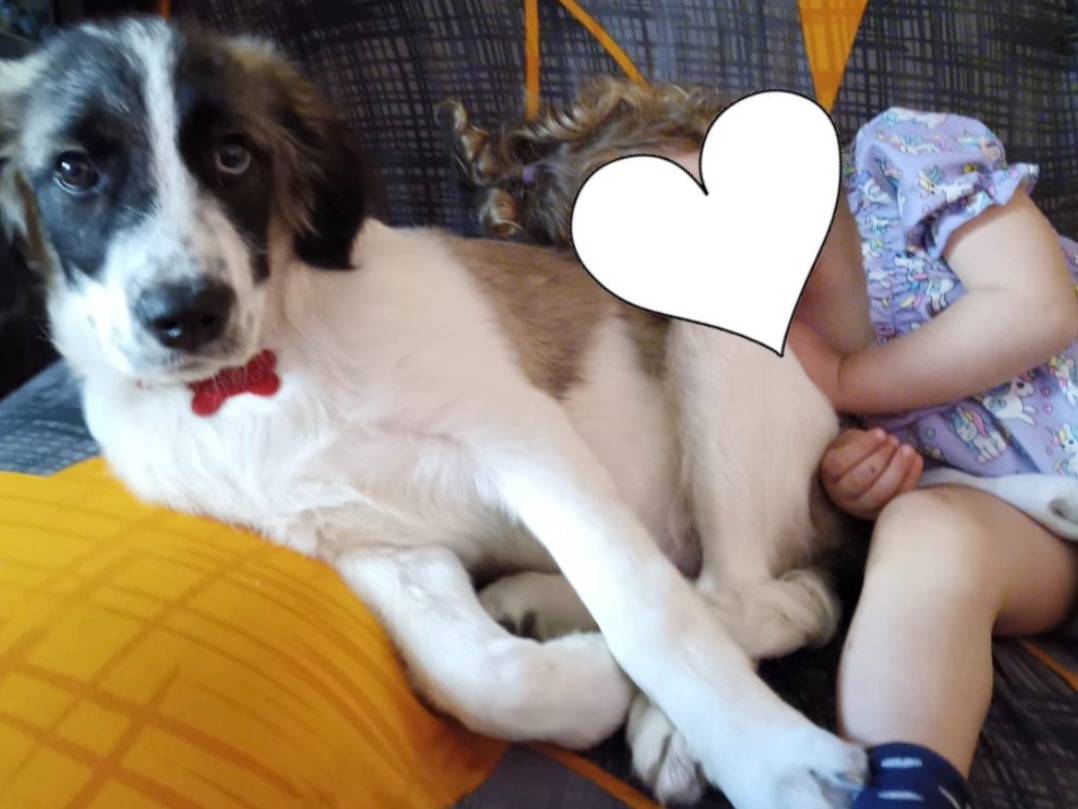 Vuoi adottare un cane a Ravenna?