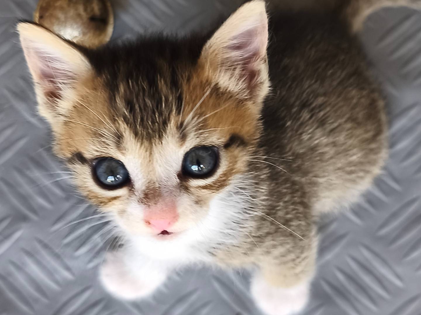 Vuoi adottare un gatto a Bari?