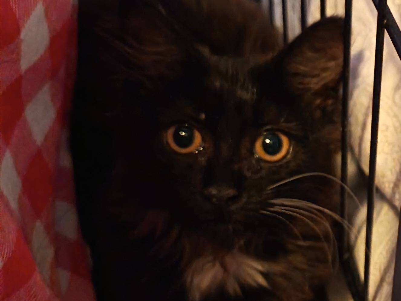 Adozione gatto, femmina, Razza sconosciuta Razza sconosciuta, 3 mesi, taglia non valida, Milano