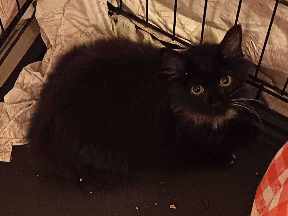Adotta un gatto, femmina, 3 mesi, Milano