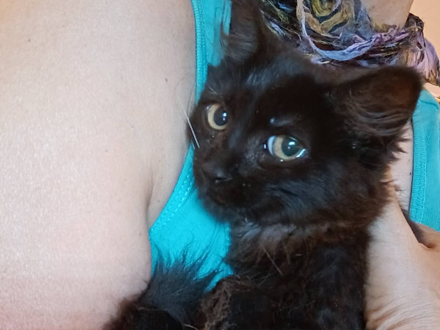 Adotta un gatto, taglia non valida, femmina, Milano