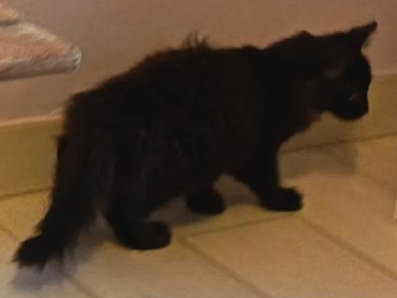 Vuoi adottare un gatto a Milano?