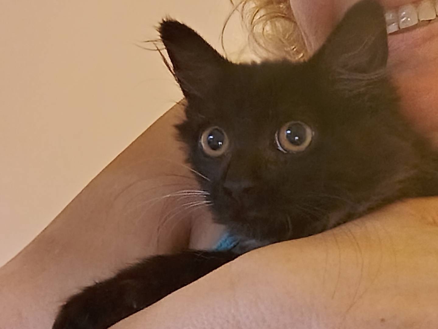 Adotta il gatto Stellina a Milano