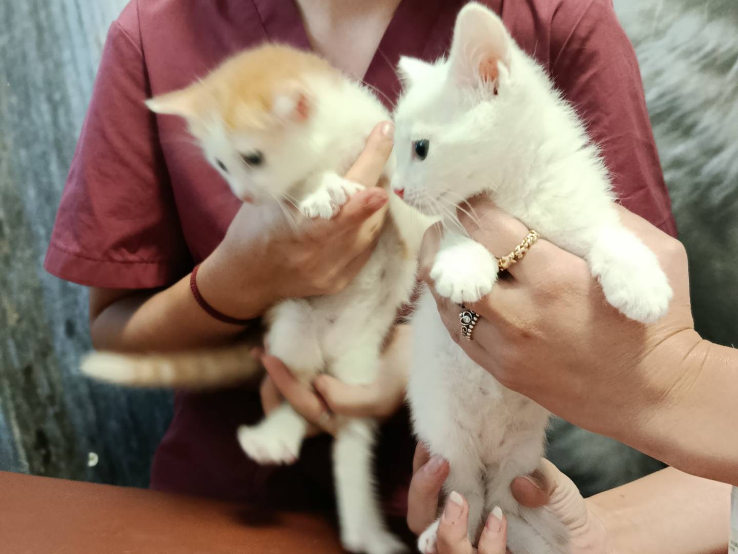 Adozione gatto, maschio, Razza sconosciuta Razza sconosciuta, 2 mesi, taglia non valida, Verbano