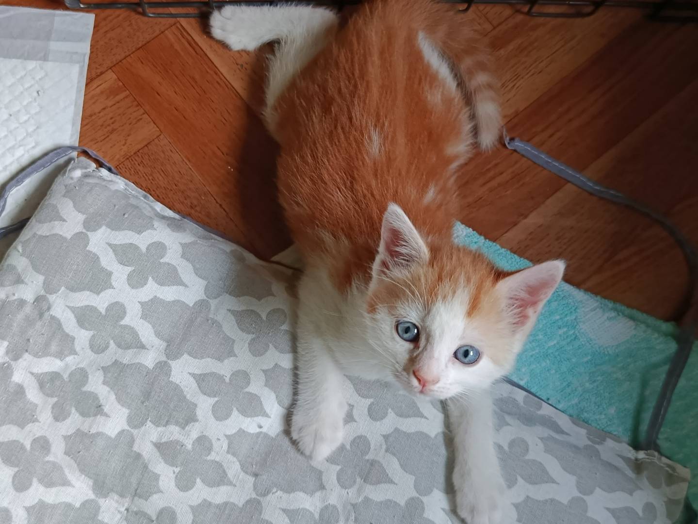 Adotta un gatto, maschio, 2 mesi, Verbano