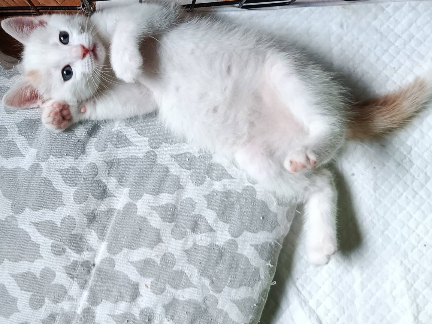 Adotta un gatto, taglia non valida, maschio, Verbano