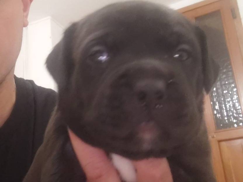Adozione cane, femmina, American Staffordshire Terrier American Staffordshire Terrier, 2 mesi, taglia grande, Campobasso