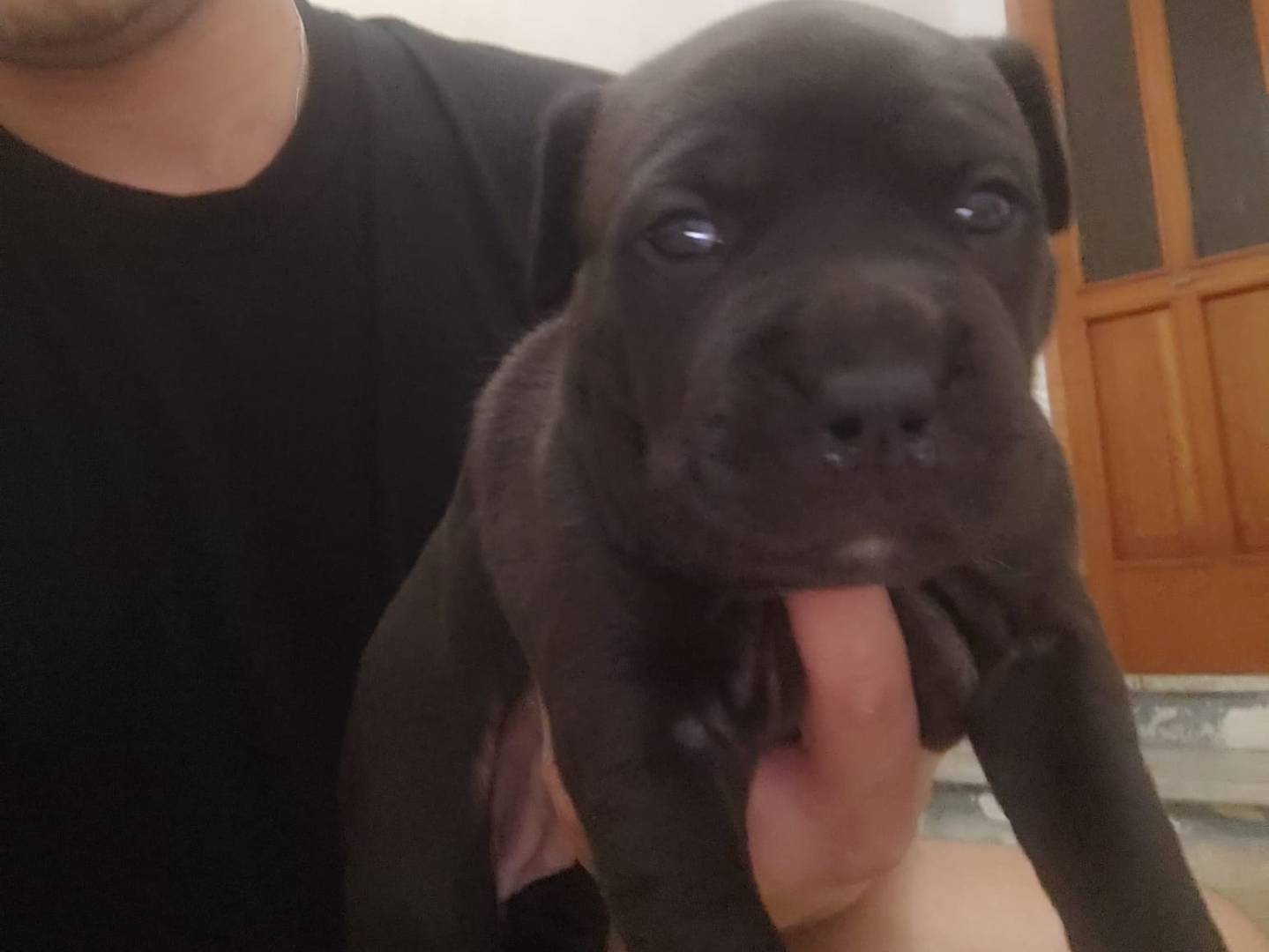 Adotta un cane, femmina, 2 mesi, Campobasso