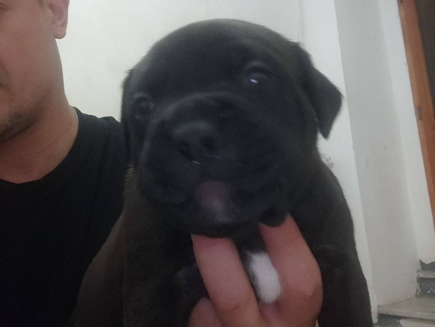 Adotta un cane, taglia grande, femmina, Campobasso