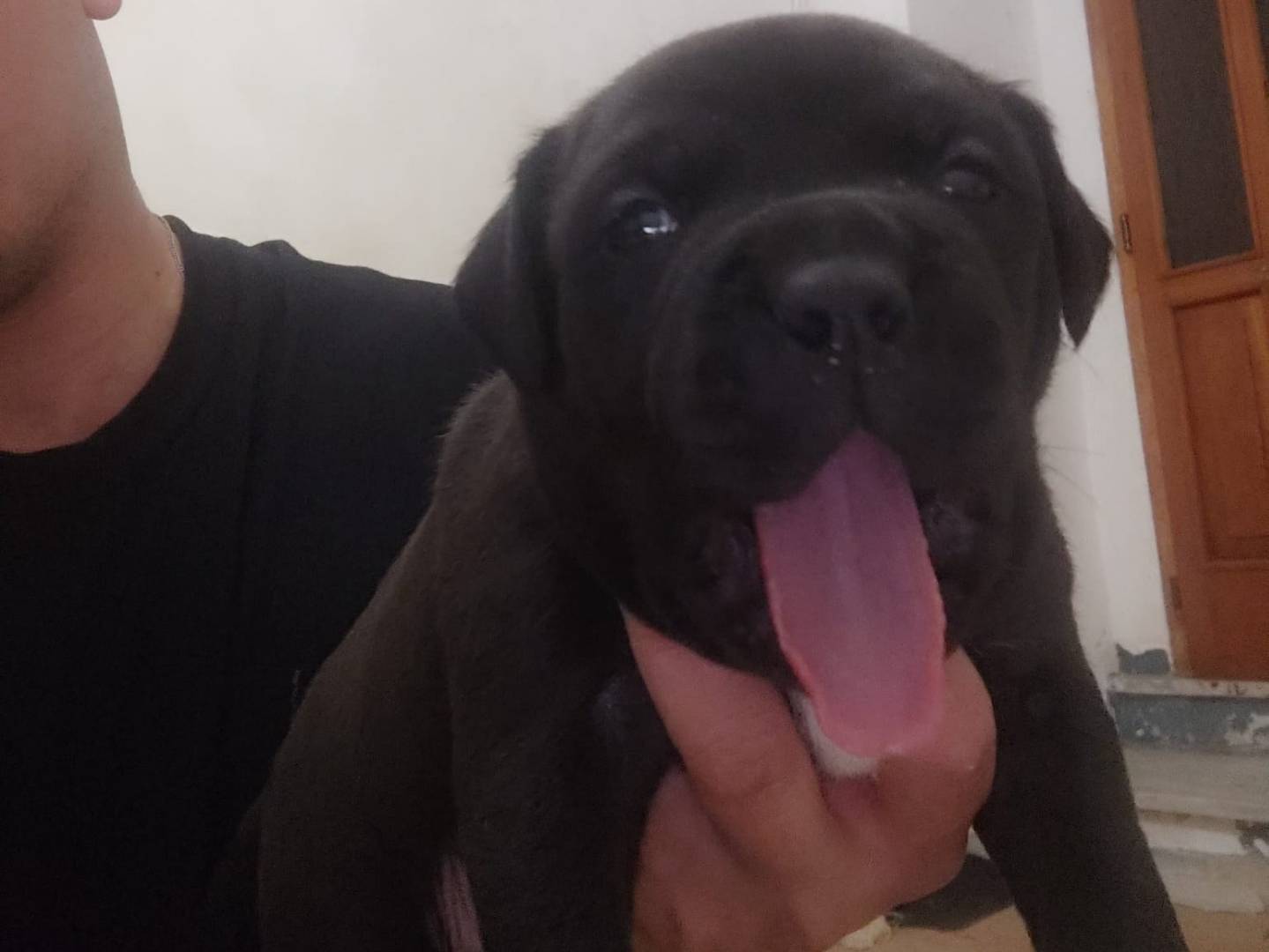 Vuoi adottare un cane a Campobasso?