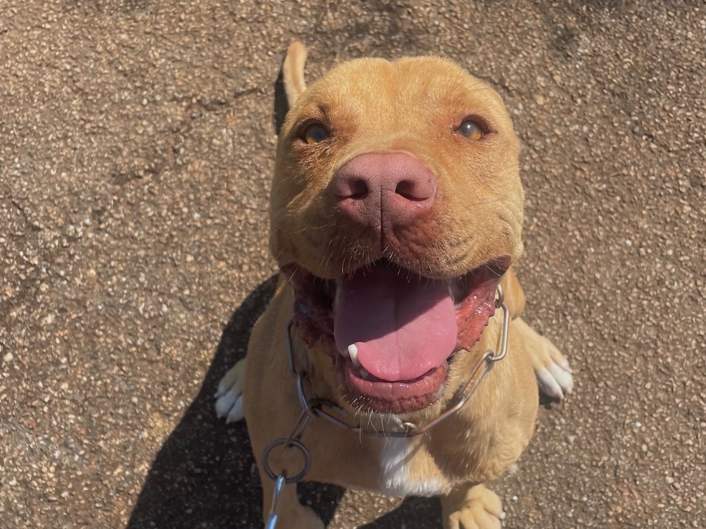 Adozione cane, maschio, Pitbull Razza sconosciuta, 3 anni e 2 mesi, taglia media, Taranto