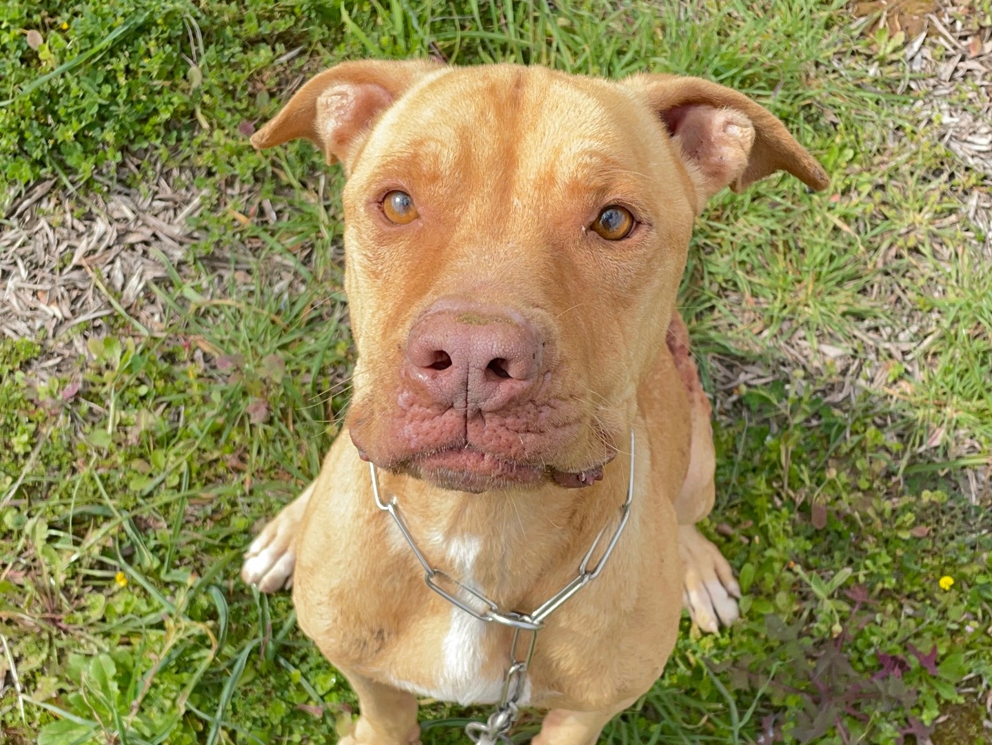 Adotta un cane, taglia media, maschio, Taranto