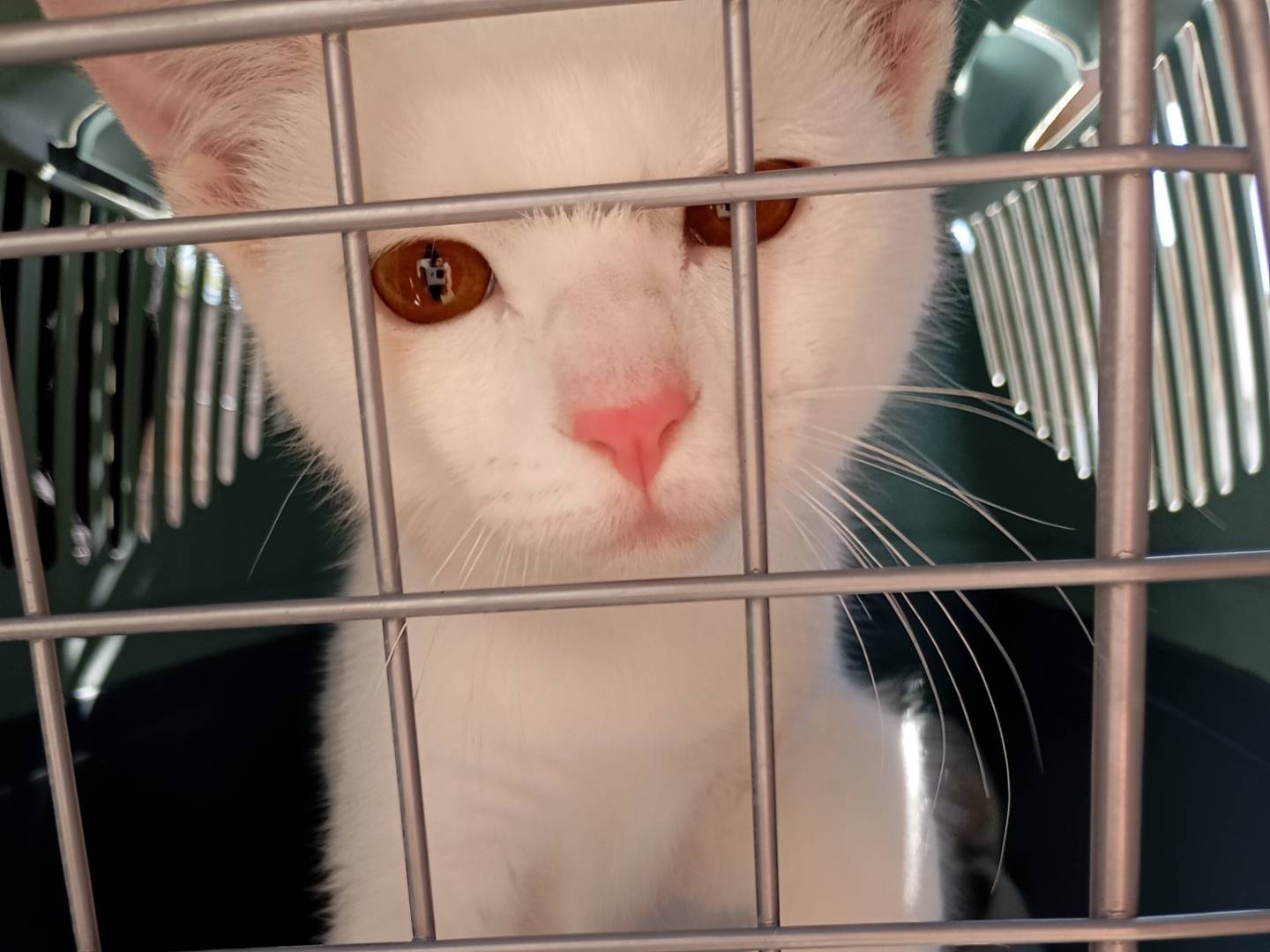 Adozione gatto, femmina, Razza sconosciuta Razza sconosciuta, 3 mesi, taglia non valida, Latina