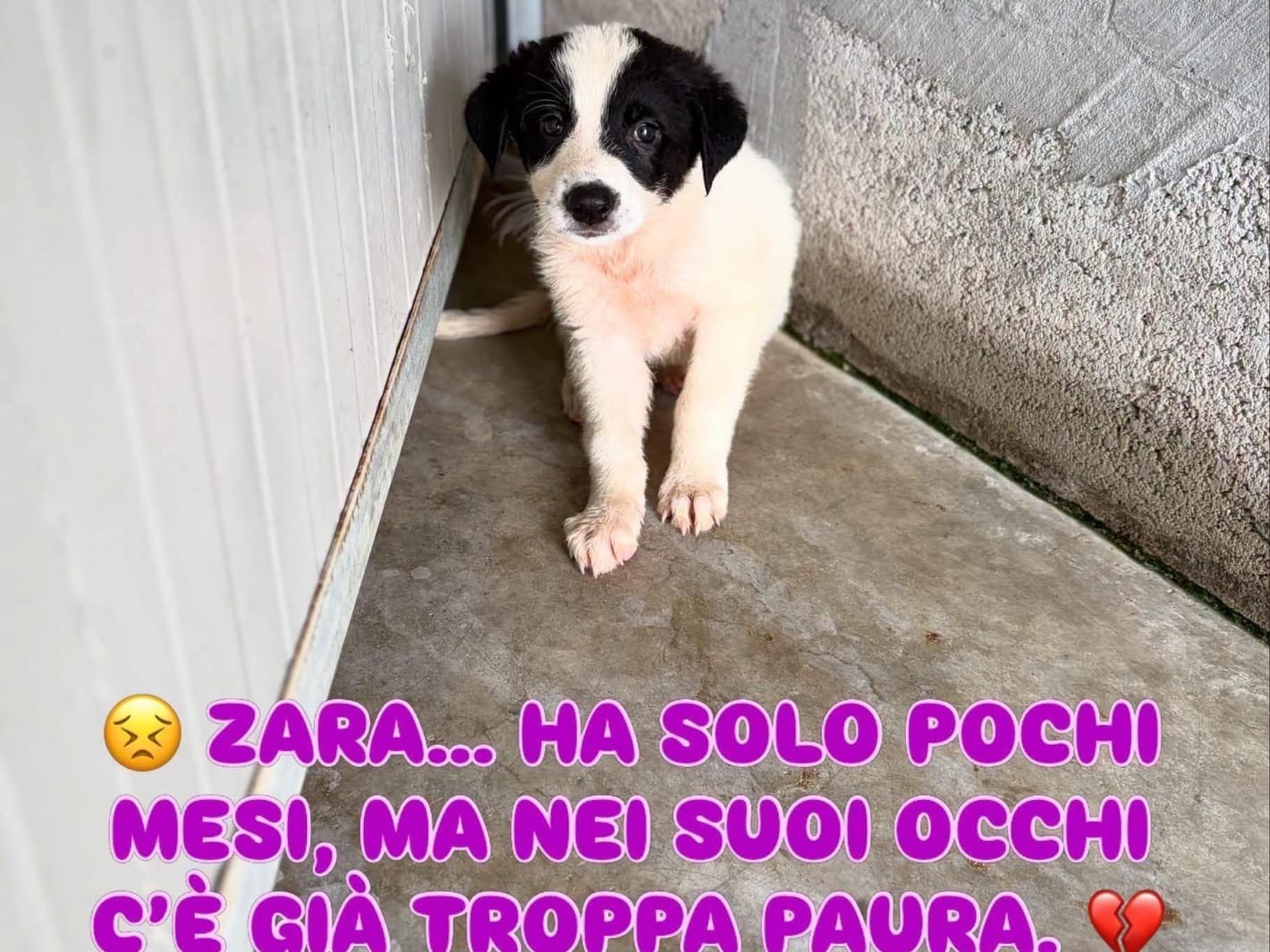 Adozione cane, femmina, Razza sconosciuta Razza sconosciuta, 2 mesi, taglia media, Napoli