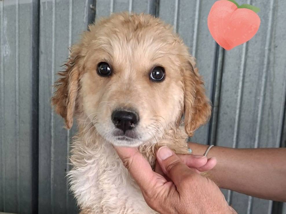 Adozione cane, femmina, Razza sconosciuta Razza sconosciuta, 2 mesi, taglia grande, Bergamo