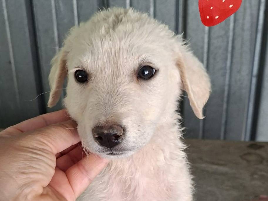 Adozione cane, femmina, Razza sconosciuta Razza sconosciuta, 2 mesi, taglia grande, Lodi