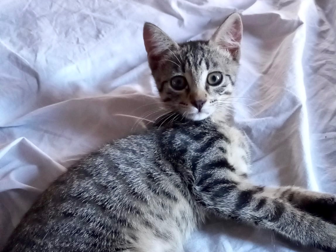 Adotta un gatto, femmina, 2 mesi, Latina