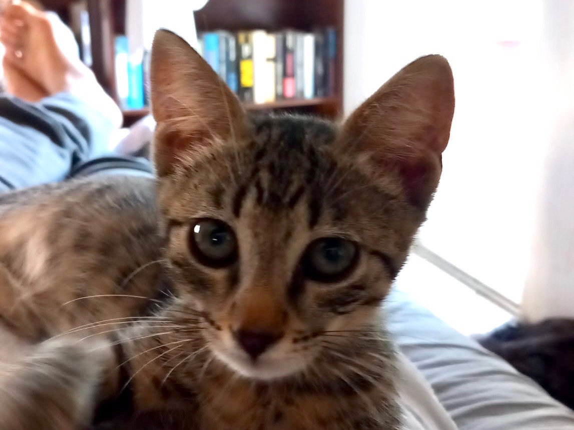 Adotta un gatto, taglia non valida, femmina, Latina