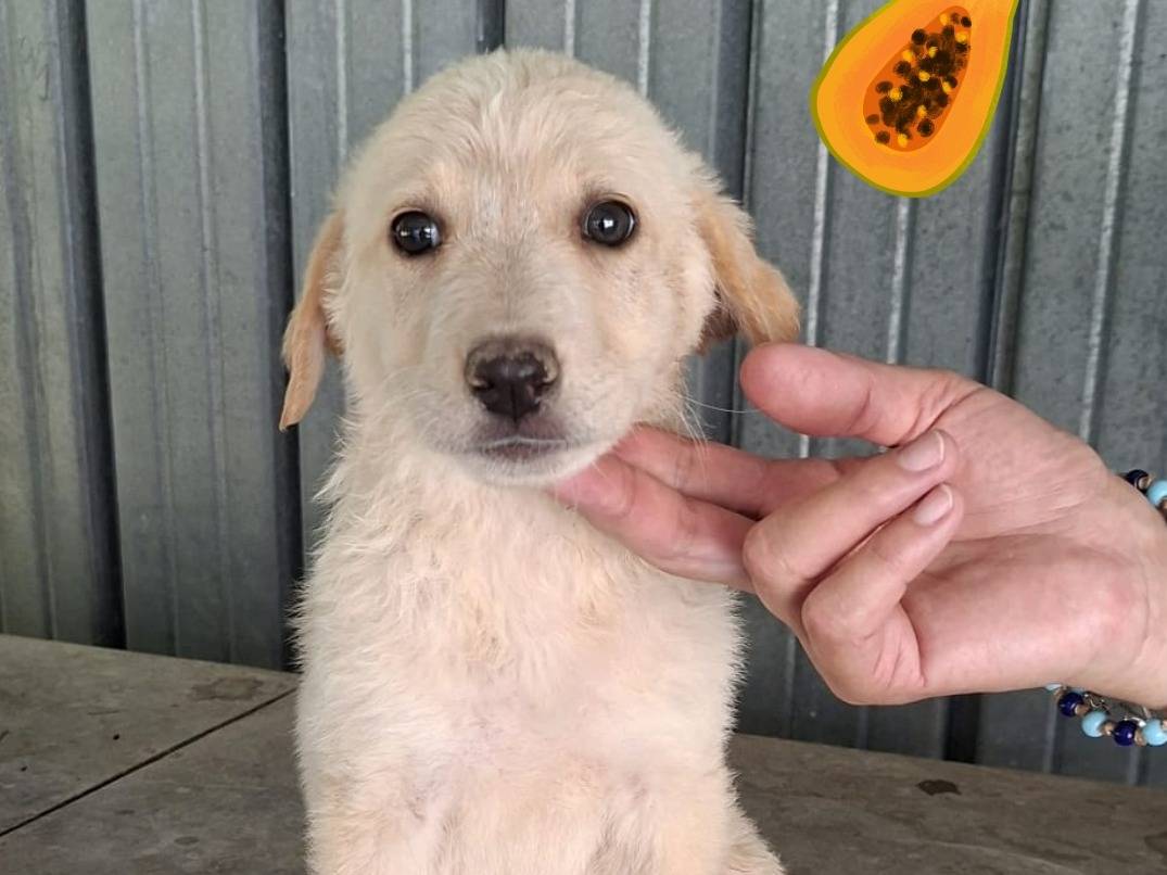 Adozione cane, femmina, Razza sconosciuta Razza sconosciuta, 2 mesi, taglia grande, Cremona
